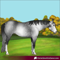 Horse Color:Gray Smoky Black Sabino Rabicano 