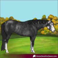 Horse Color:Gray Smoky Black Sabino Rabicano 