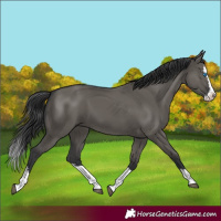 Horse Color:Grullo Splash 