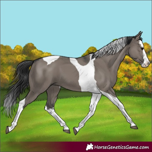 Horse Color:Grullo Splash Tobiano 
