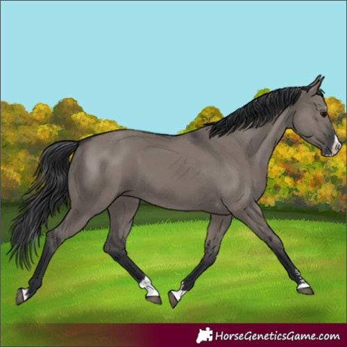 Horse Color:Grullo Splash