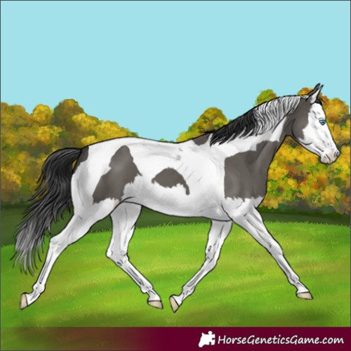 Horse Color:Grullo Splash Tobiano 