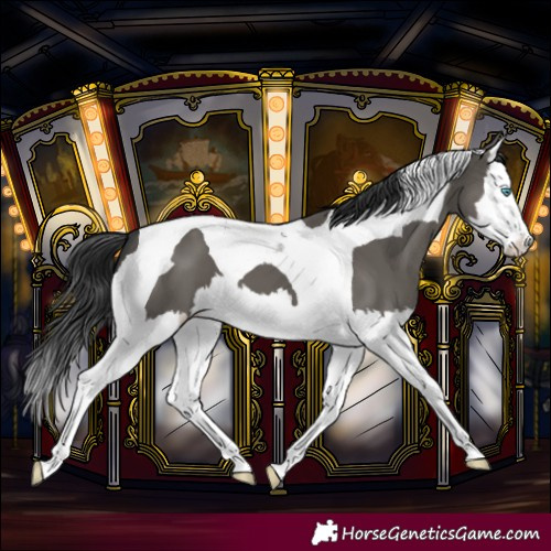 Horse Color:Grullo Splash Tobiano