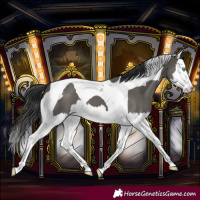 Horse Color:Grullo Splash Tobiano