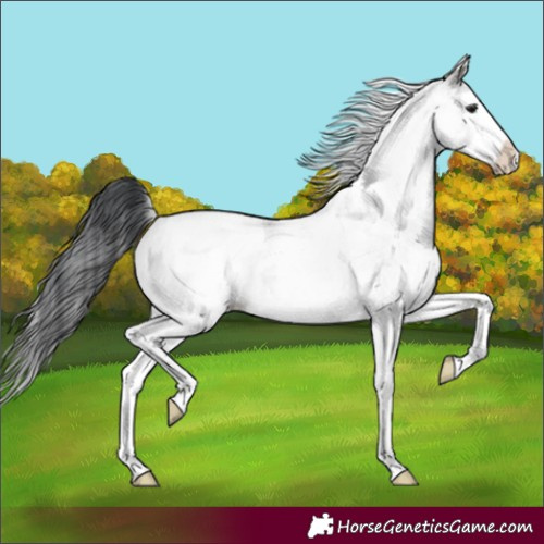 Horse Color:White Spotted Grullo Roan Splash Rabicano 