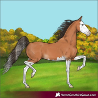 Horse Color:Bay Splash
