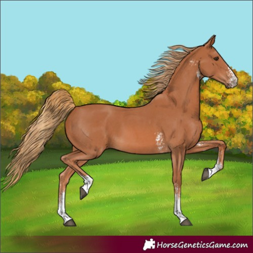 Horse Color:Chestnut Sabino 