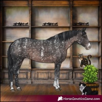 Horse Color:Powder White Platinum Brown Mushroom Appaloosa