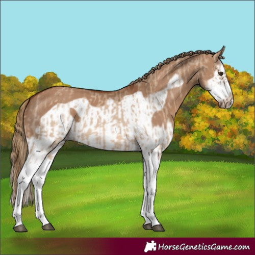 Horse Color:Red Dun Splash  and Red Dun Splash Frame 