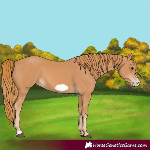 Horse Color:Chestnut Frame 