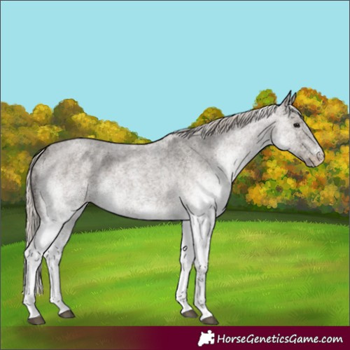Horse Color:White Spotted Silver Blue Roan Rabicano