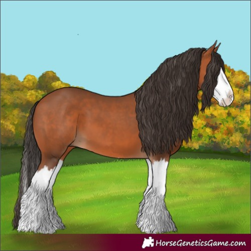 Horse Color:Bay Splash 