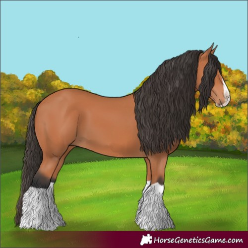 Horse Color:Bay Splash