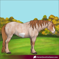 Horse Color:Red Roan Frame