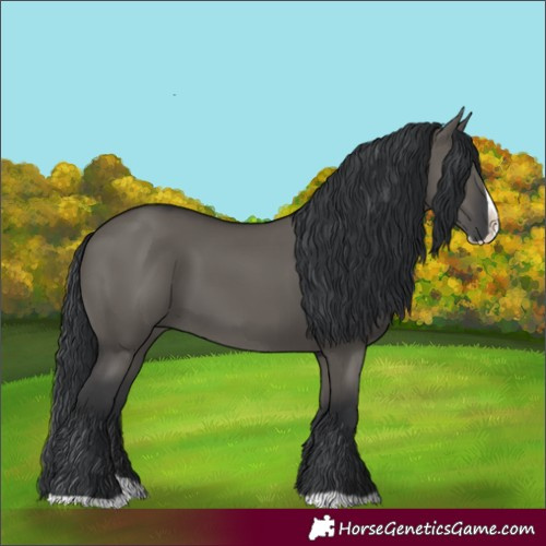 Horse Color:Grullo Splash 
