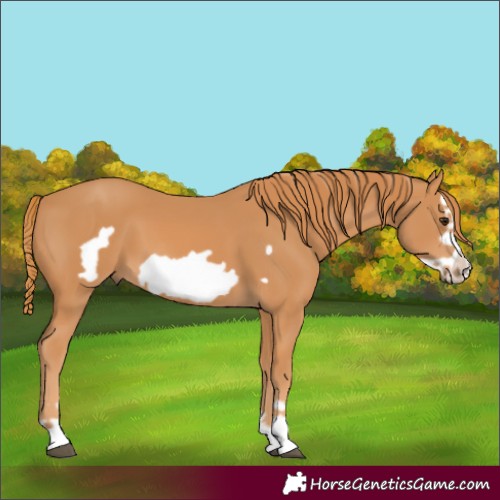 Horse Color:Chestnut Frame