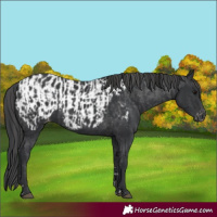 Horse Color:Black  and Black Appaloosa 