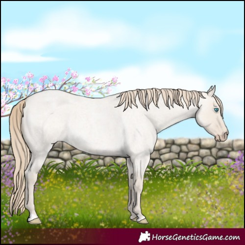 Horse Color:Smoky Creme Roan Dun 