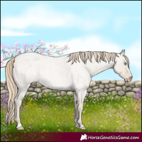 Horse Color:Smoky Creme Roan Dun 