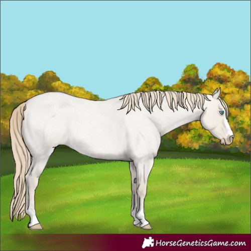 Horse Color:Smoky Creme Roan Dun 
