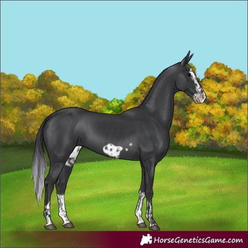Horse Color:Black Frame  and Black Splash Frame 
