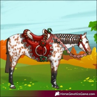 Horse Color:Bay Appaloosa 