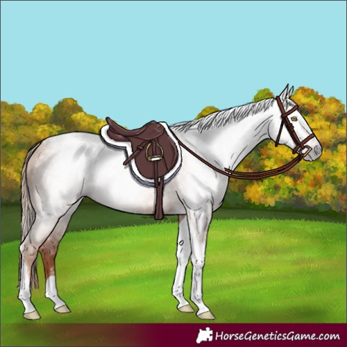 Horse Color:Gray Gold Champagne Tobiano