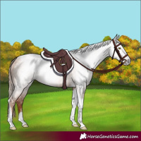 Horse Color:Gray Gold Champagne Tobiano