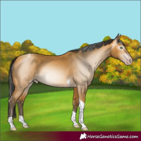 Horse Color:Gray Amber Cream Champagne Tobiano