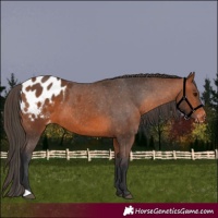 Horse Color:Bay Appaloosa 