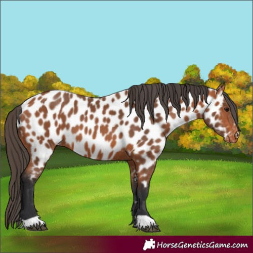 Horse Color:Bay Appaloosa 