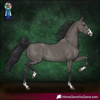 Horse Color:Grullo Rabicano 