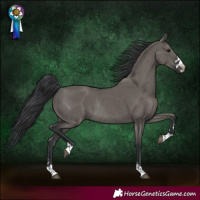 Horse Color:Grullo Rabicano