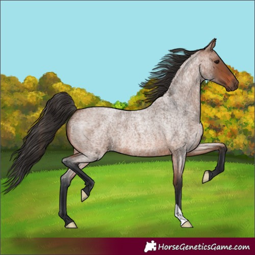 Horse Color:Bay Roan 