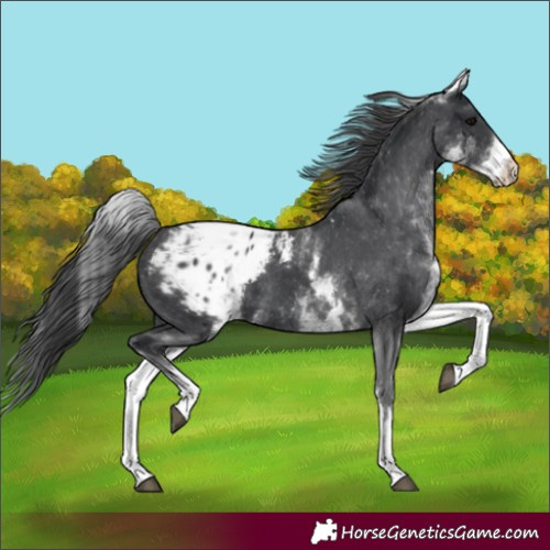 Horse Color:White Spotted Black Blanket 