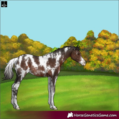 Horse Color:White Spotted Liver Chestnut Sabino Appaloosa Rabicano 