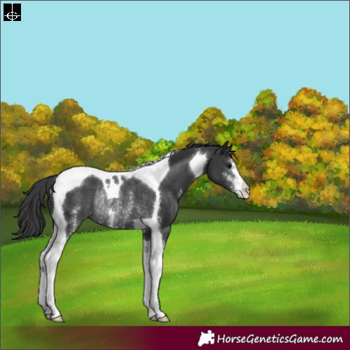 Horse Color:Black Sabino Tobiano Appaloosa Rabicano 