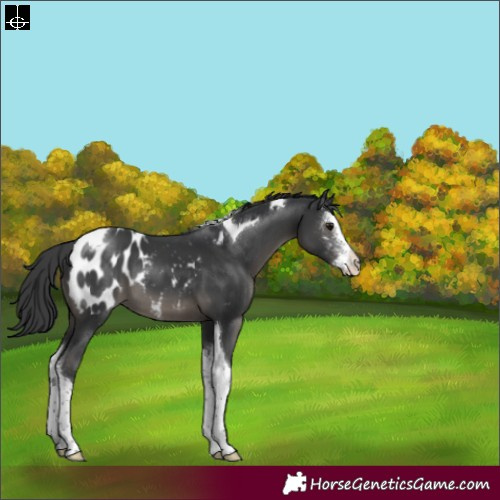 Horse Color:Black Sabino Tobiano Appaloosa
