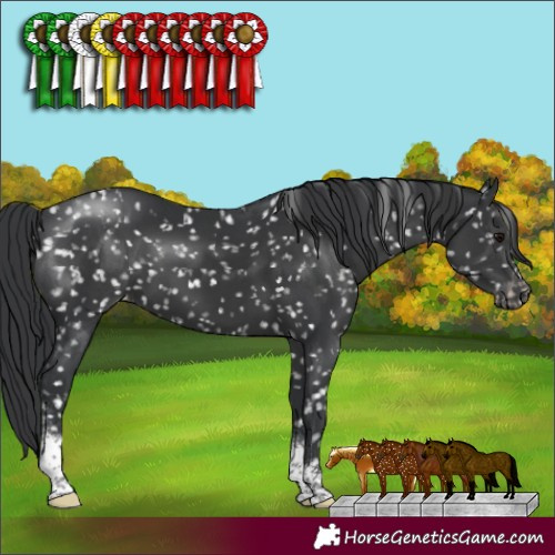 Horse Color:Black Sabino Appaloosa 