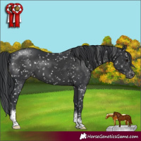 Horse Color:Black Sabino Appaloosa 