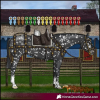 Horse Color:Black Sabino Snowflake Varnish