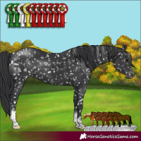 Horse Color:Black Sabino Appaloosa