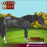 Horse Color:Black Sabino Appaloosa