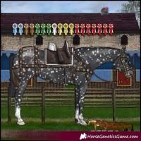 Horse Color:Black Sabino Appaloosa