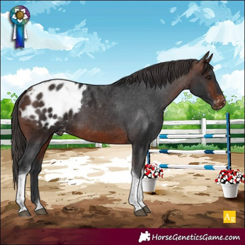 Horse Color:Brown Tobiano Appaloosa 