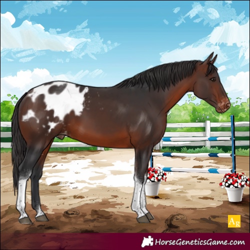 Horse Color:Brown Tobiano Appaloosa 