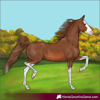 Horse Color:Chestnut Splash 