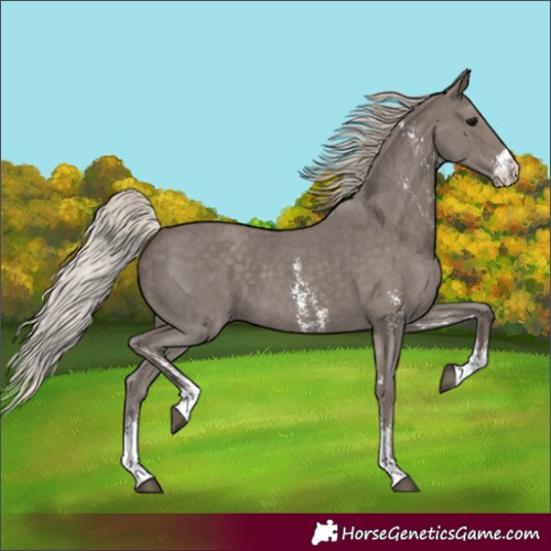 Horse Color:Silver Black Sabino 