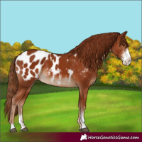 Horse Color:Chestnut Sabino Appaloosa