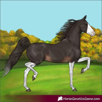 Horse Color:Liver Chestnut Splash 
